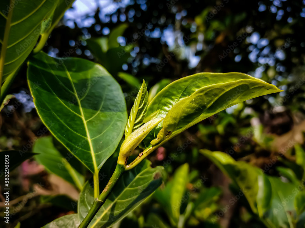 The jackfruit, also known as jack tree, is a species of tree in the fig, mulberry, and breadfruit family. Its origin is in the region between the Western Ghats of southern India and the Malaysia. The jackfruit, also known as jack tree, is a species of tree in the fig, mulberry, and breadfruit family. Its origin is in the region between the Western Ghats of southern India and the Malaysia.