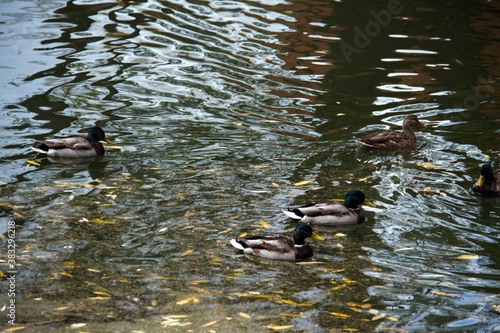 Ducks in the water. Background for design and presentations.