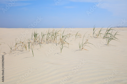Strandgras im Nationalpark, UNESCO-Weltnaturerbe Wattenmeer, Borkum, Ostfriesische Insel, Niedersachsen, Deutschland, Europa
