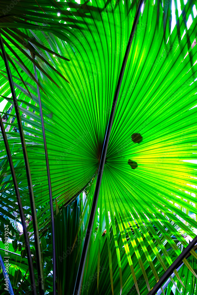 Fototapeta premium palm tree leaves