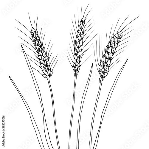 Vector illustration of hand draw wheat ears. Black line art drawing, ear crop isolated on white background.