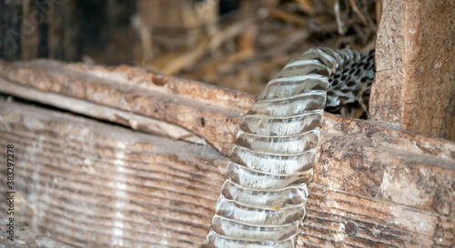 When the farm wife went to gather eggs from the hen house, she ran across this recently shed snakeskin instead. Bokeh effect.