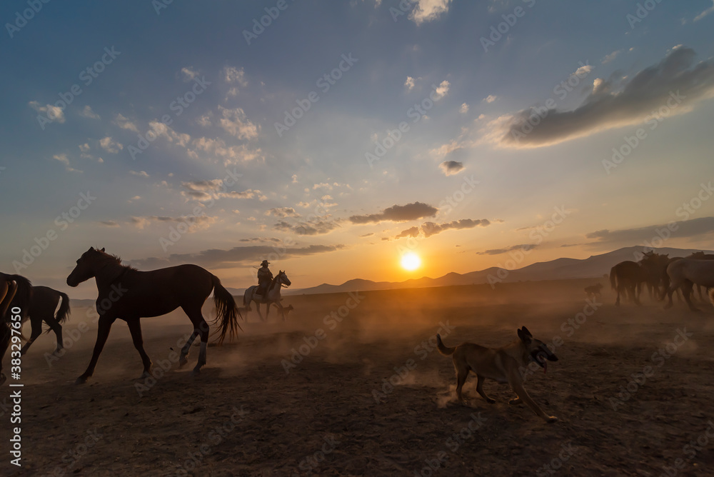 Wild horses run in foggy at sunset. Between Cappadocia and Kayseri, Turkey