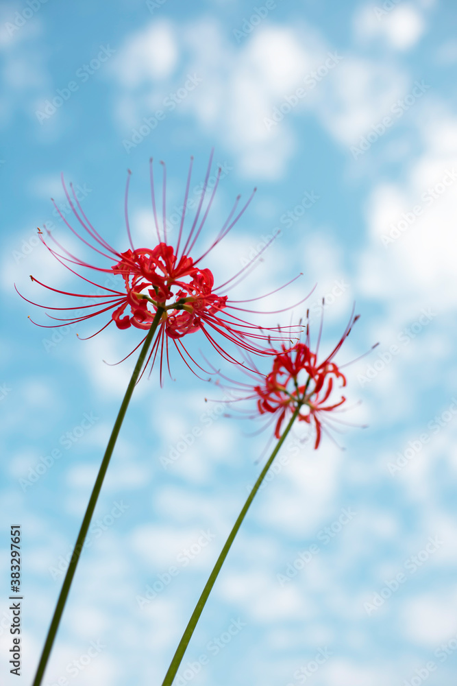Red spide lily,red lycoris radiata flowers against blue sky with white clouds.