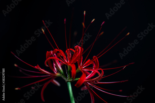 Photography Red spide lily,red lycoris radiata flowers with black background.