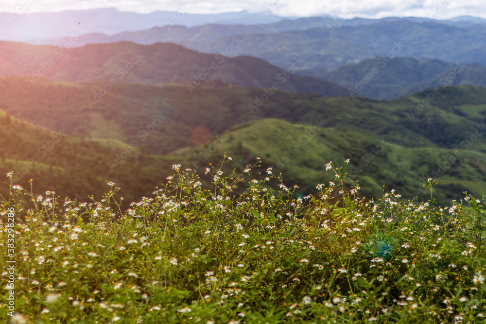 White blur wild flower field with blurred mountain view background in the morning. White blur wild flower field with blurred mountain view background in the morning.