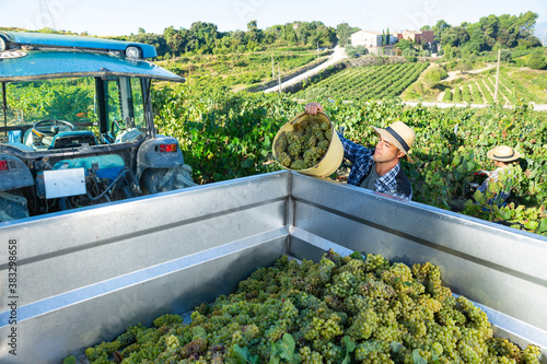 Young confident farmer harvesting ripe white grapes in vineyard, pouring from bucket in truck