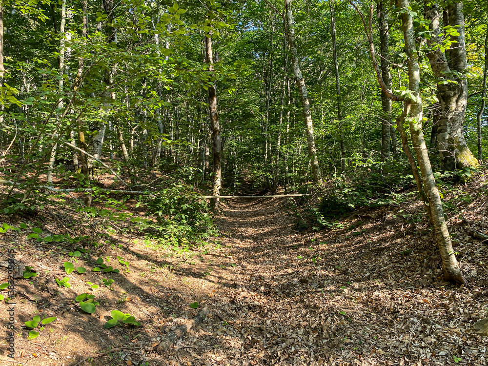Obraz premium forest