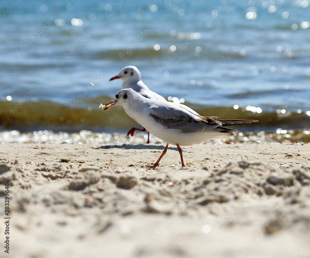 seagulls on the sandy shore of the Black Sea on a summer day