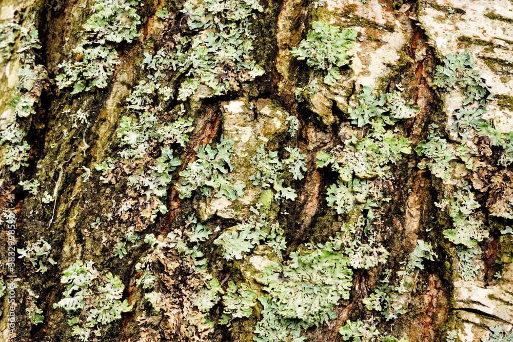Fototapeta premium Moss on the bark of a birch tree, a natural background for writing a conceptual text of a significant event and vintage creativity.