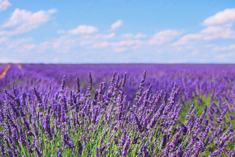Obraz premium Lavender flower blooming fields horizon. Valensole Provence, France