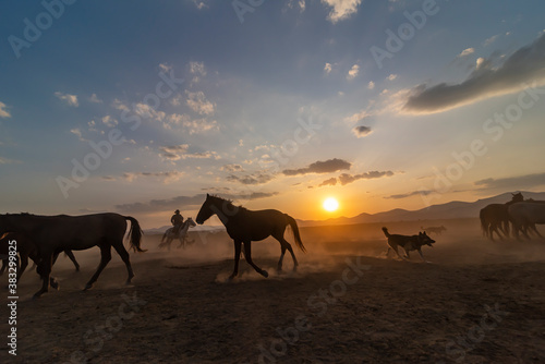 Wild horses run in foggy at sunset. Between Cappadocia and Kayseri  Turkey