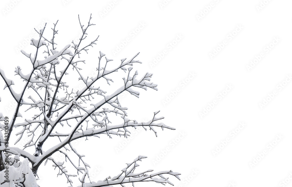 Fototapeta premium Twigs tree covered snow on a white background with space for text