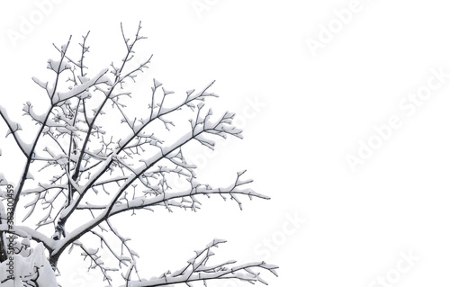 Twigs tree covered snow on a white background with space for text