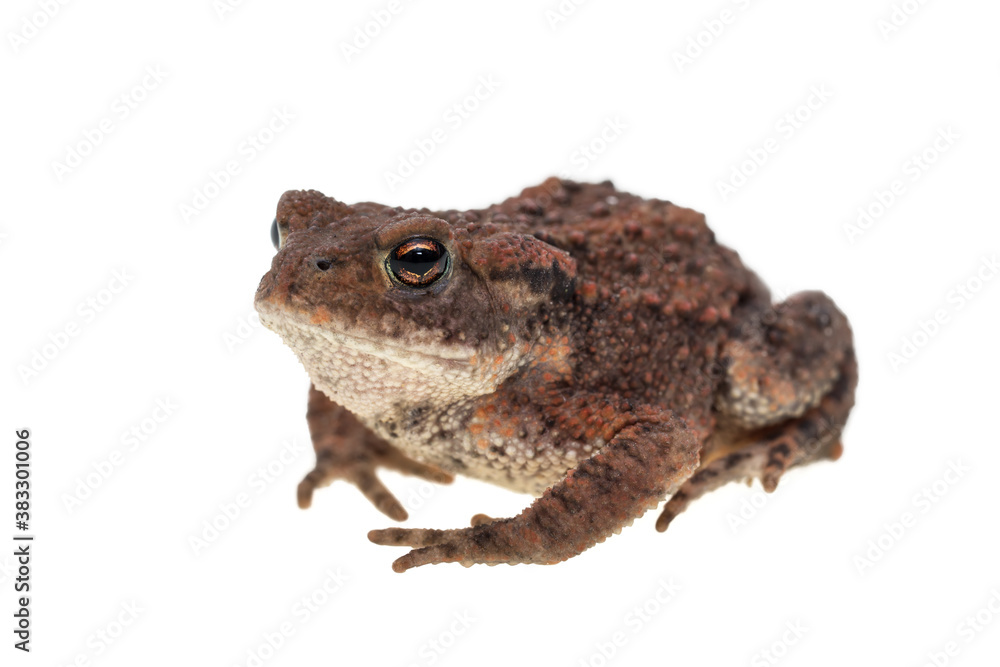 Small common european toad seen obliquely from the side facing left and isolated on white background Small common european toad seen obliquely from the side facing left and isolated on white background