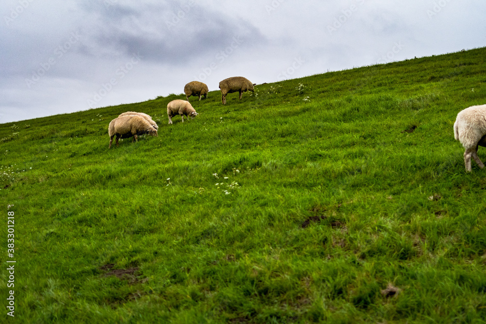 Obraz premium Rasenmäher