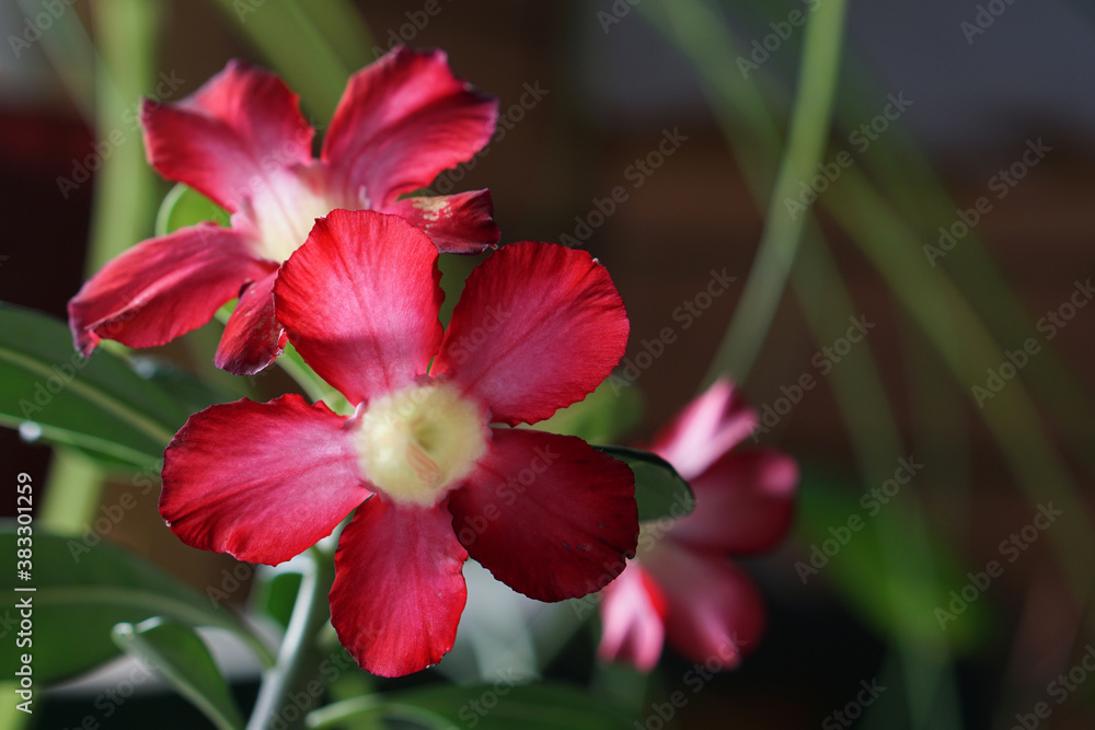 house plant of adenium with pink flower in pot . house plant of adenium with pink flower in pot .