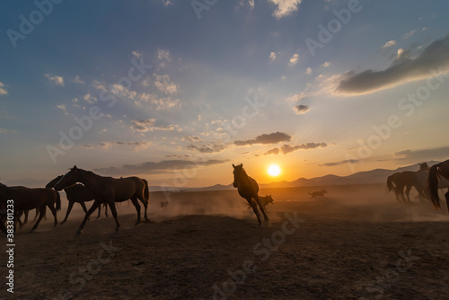 Wild horses run in foggy at sunset. Between Cappadocia and Kayseri, Turkey © attraction art