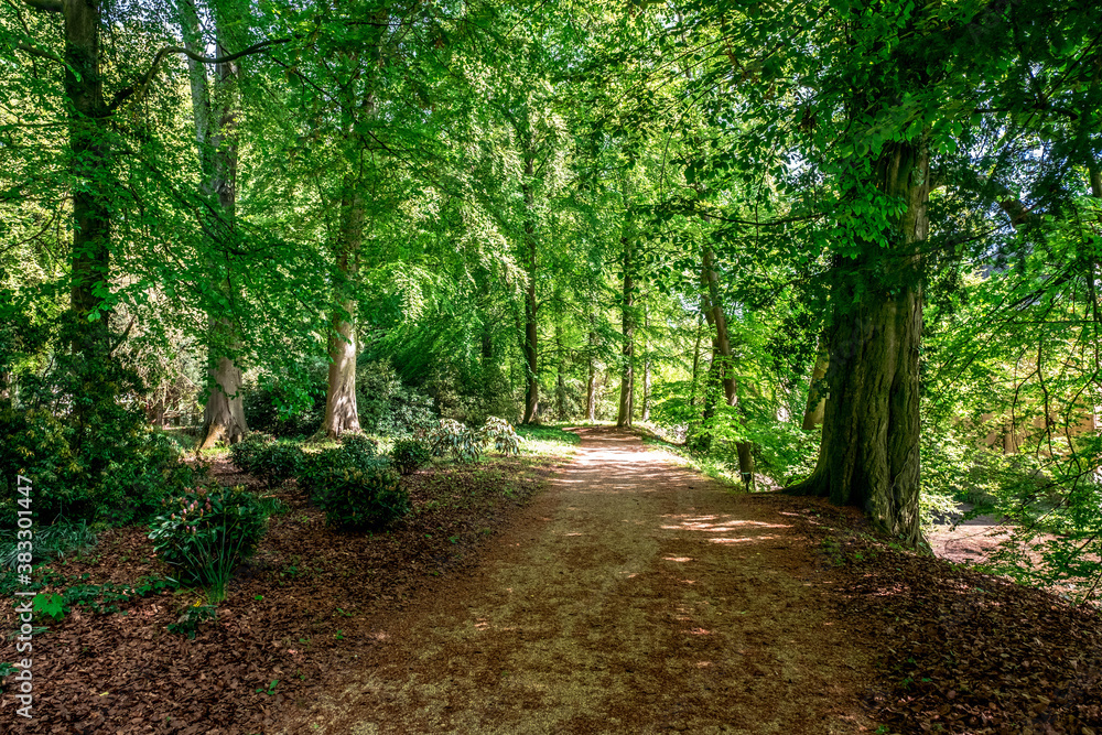 The forest surrounding Schloss Dyck in Germany The forest surrounding Schloss Dyck in Germany