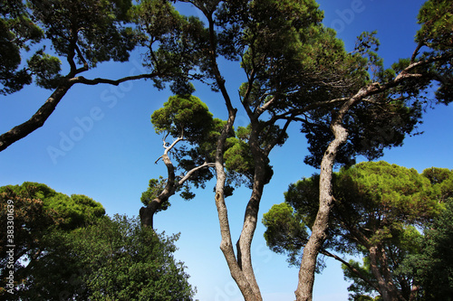 Chiome di pini marittimi si stagliano sull’azzurro intenso del cielo in una giornata d’estate