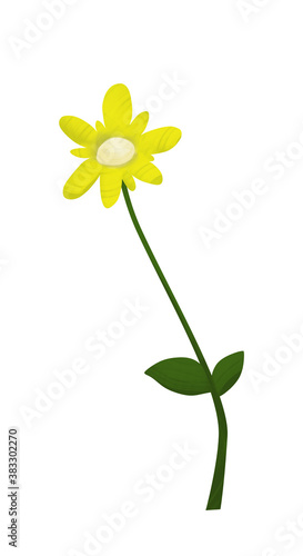 Bright yellow narcissus flower hand drawn illustration isolated on white background