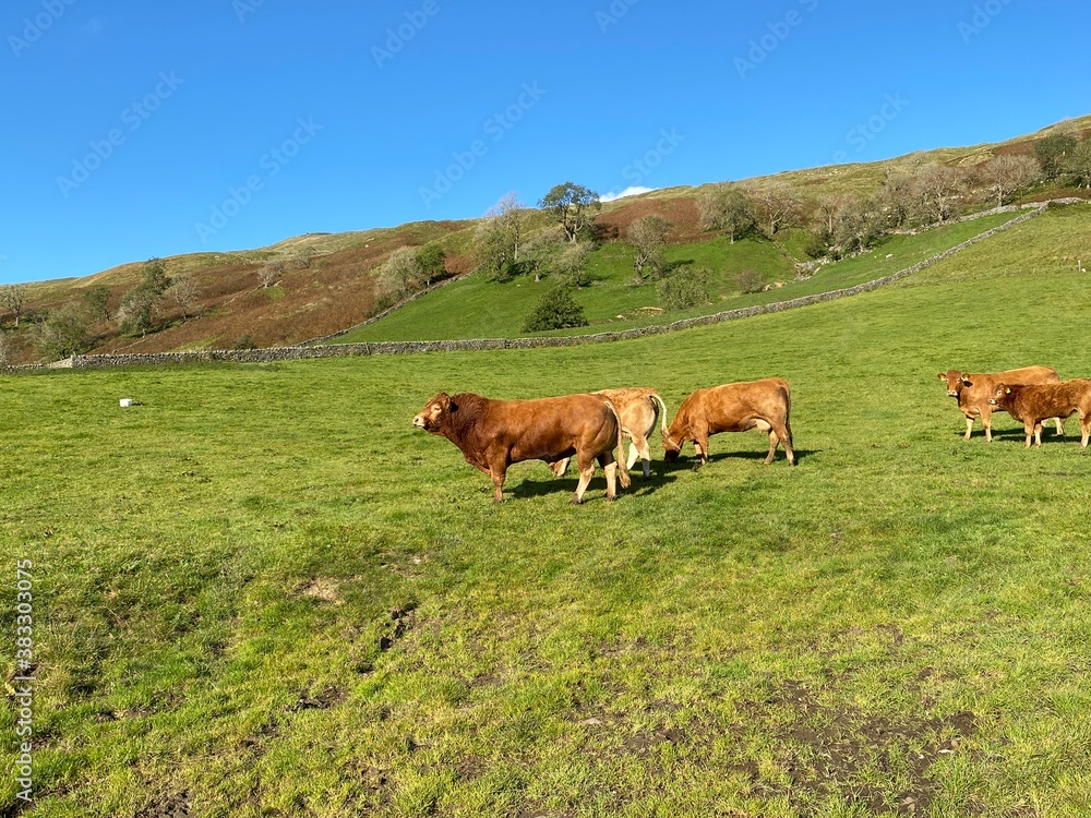 Fototapeta premium A large brown bull, with cows in a green pasture, on a sunny day near, Halton Gill, Skipton, UK