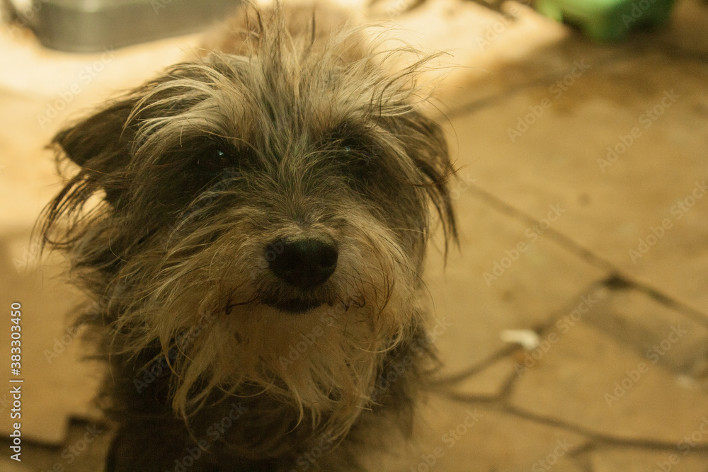 jack russell terrier puppy