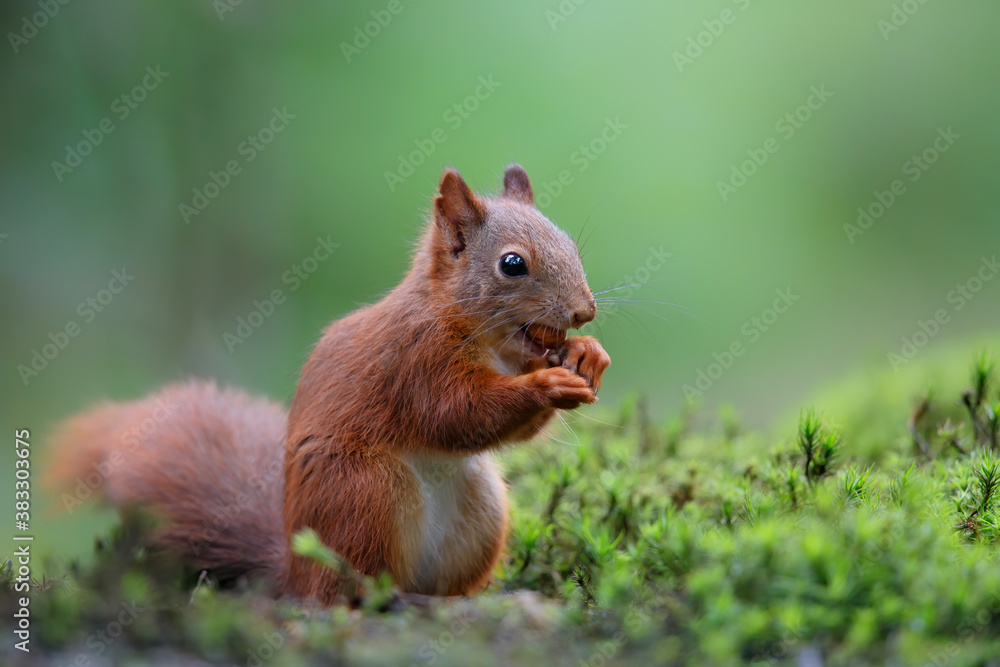 Eurasian red squirrel (Sciurus vulgaris) searching for food in the forest of Noord Brabant in the Netherlands. Eurasian red squirrel (Sciurus vulgaris) searching for food in the forest of Noord Brabant in the Netherlands.