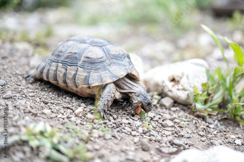 Fotografía Turtle Testudo Marginata european landturtle closeup wildlife