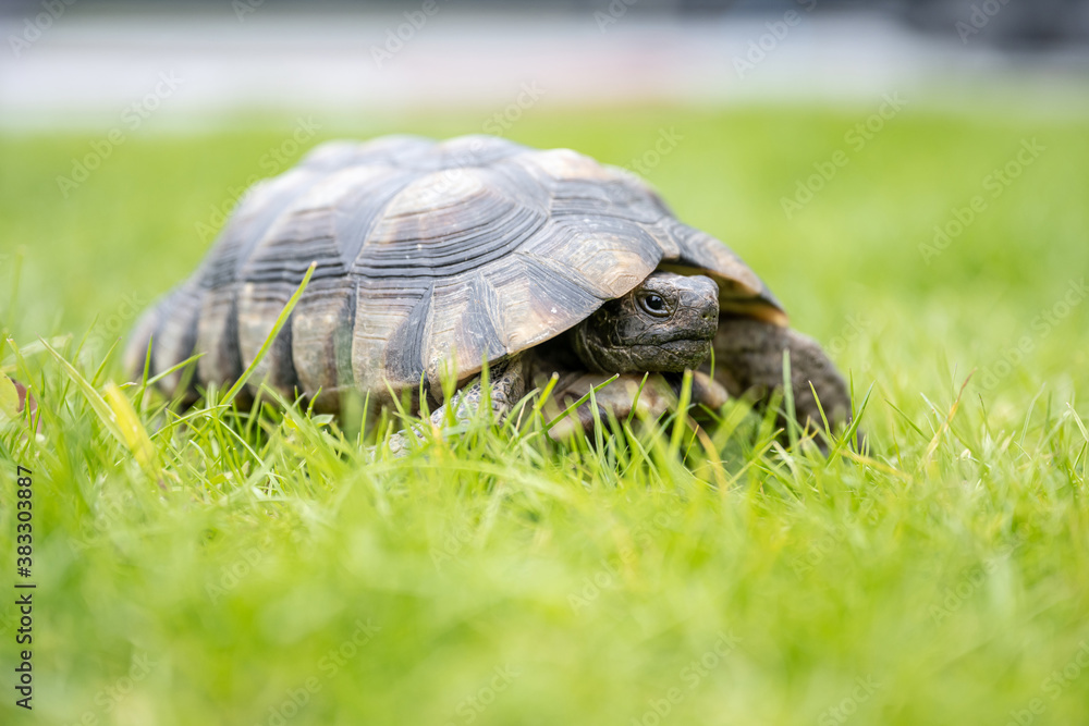 Turtle Testudo Marginata european landturtle walking on green grass closeup wildlife Turtle Testudo Marginata european landturtle walking on green grass closeup wildlife