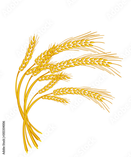 Vector wheat ears spikelets with grains. Realistic oat bunch, yellow sereals for backery, flour production design. Whole stalks, organic vegetarian food packaging element. Isolated illustration