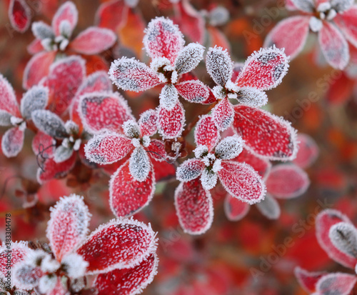 Frozen azalea with red leaves The first frosts, cold weather, frozen water, frost and hoarfrost. Macro shot. Early winter. Blurred background.