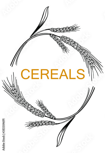 Vector wheat ears spikelets with grains. Realistic oat bunch, yellow sereals for backery, flour production design. Whole stalks, organic vegetarian food packaging element. Isolated illustration