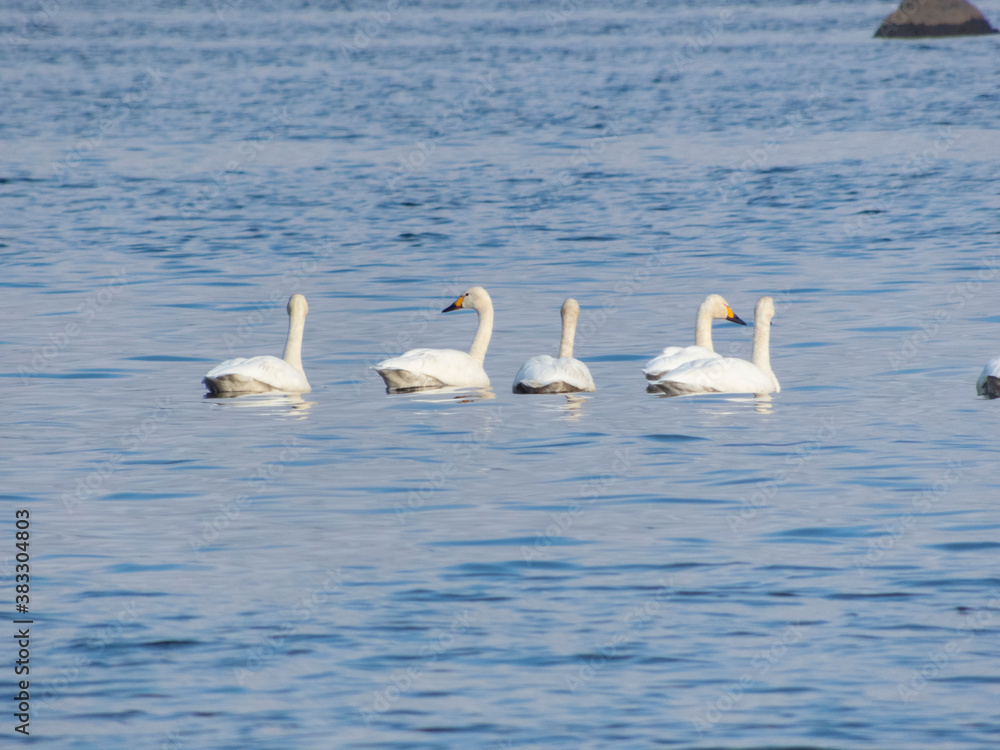 A flock of wild swans on the great northern lake