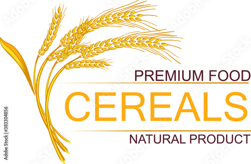 Vector wheat ears spikelets with grains. Realistic oat bunch, yellow sereals for backery, flour production design. Whole stalks, organic vegetarian food packaging element. Isolated illustration
