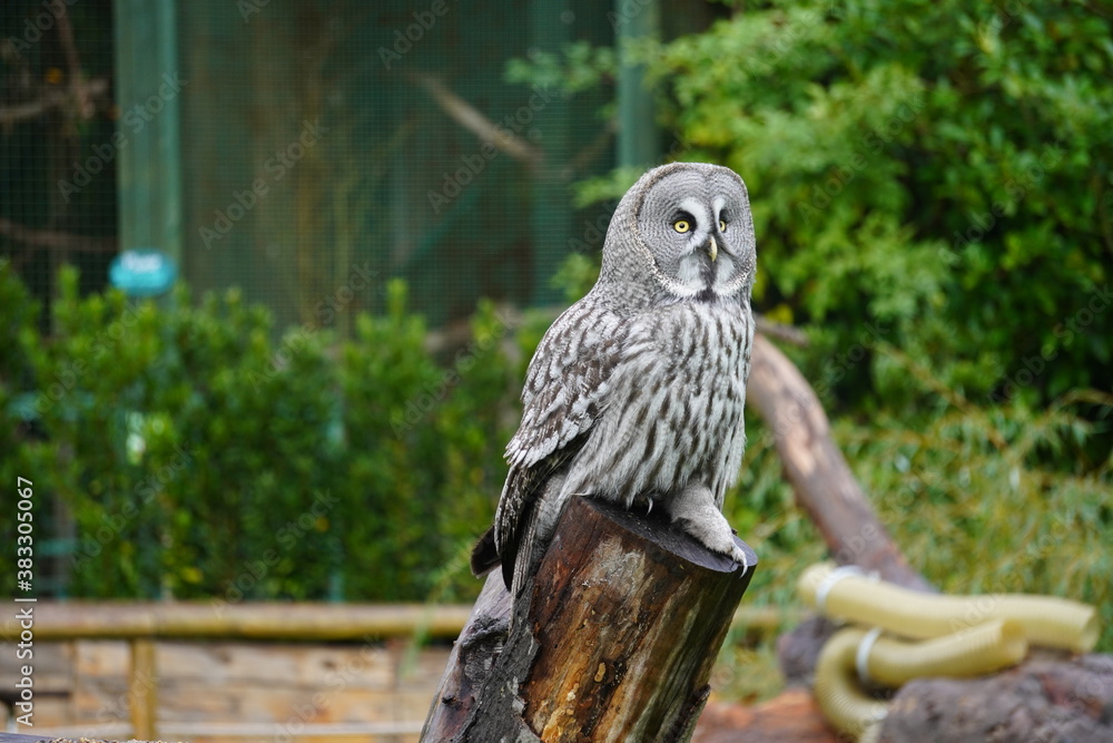 Naklejka Great grey owl