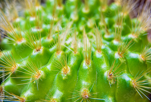 Pinchos de un cactus. Cactus con sus pinchos de defensa vistos de cerca. 