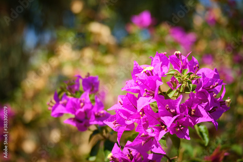 Purple flowers of thorny ornamental Bougainvillea spectabilis