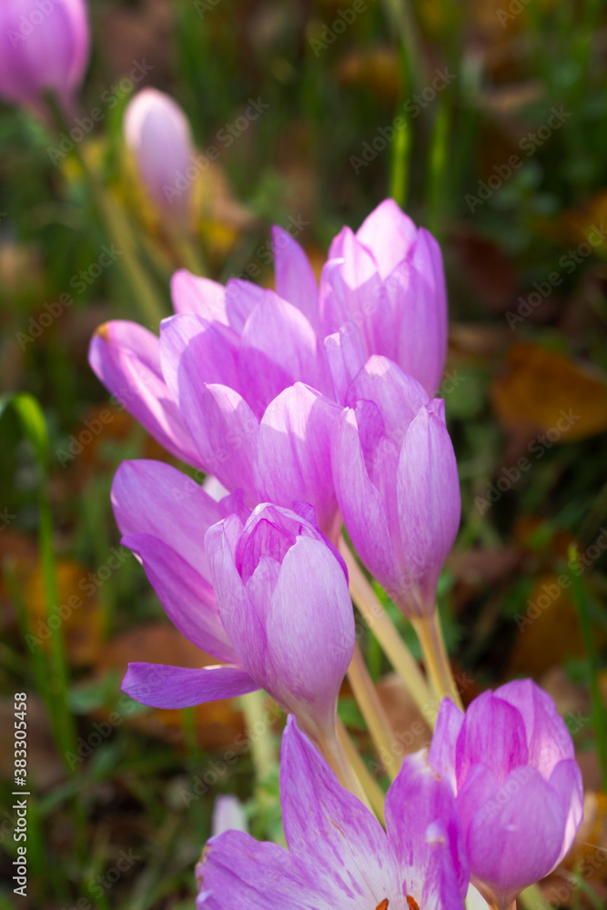 Lilac autumn flowers of colchicum on a background of fallen leaves Lilac autumn flowers of colchicum on a background of fallen leaves
