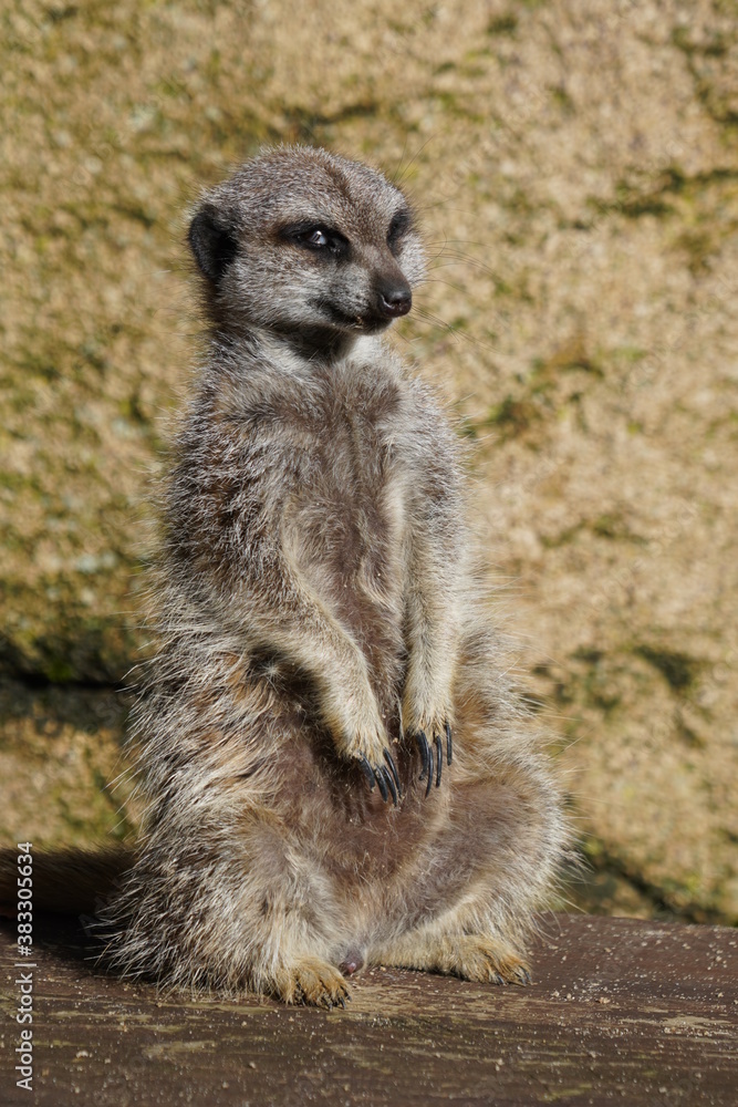 Fototapeta premium Meerkat