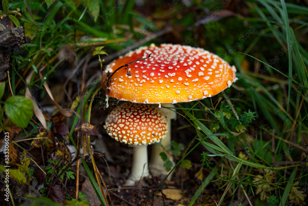 Forest wild mushroom fly agaric on the background of grass and fallen leaves Forest wild mushroom fly agaric on the background of grass and fallen leaves