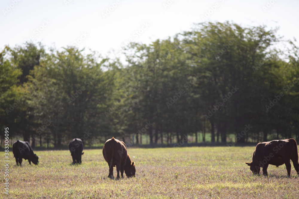 Angus en el campo argentino