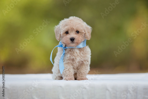 Φωτογραφία Adorable Maltese and Poodle mix Puppy (or Maltipoo dog), running and jumping happily, in the park