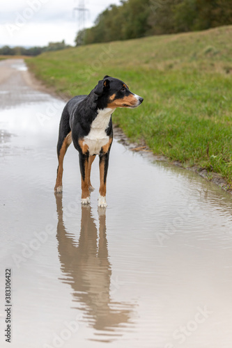 dog walk on puddle at countryside, appenzeller sennenhund