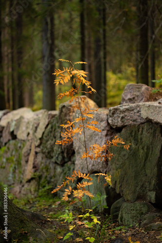 Young yellow autumn mountain ash on the background of a stone wall