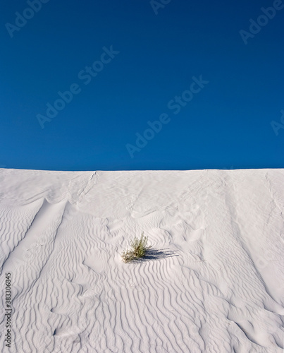 Grasses and sand markings found in White Sands, New Mexico. photo