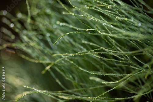 Green horsetail in dew drops close-up