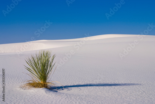 Canvas Print A Soaptree Yucca found in the harsh environment of White Sands desert