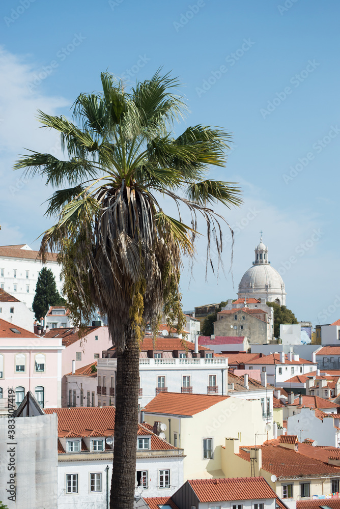 Closeup of palm tree on alfama  landscape background in Lisbon - Portugal