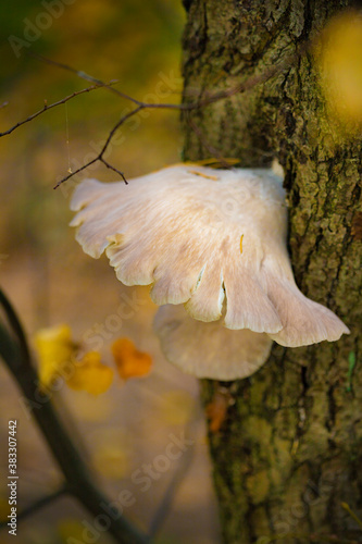 Forest wild mushroom oyster mushroom on tree bark